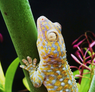 A tokay gecko (Gekko gecko) clings to leaf stem wet with water droplets.: Photograph by Alyssa Stark of The University of Akron